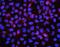 EH Domain Containing 1 antibody, A02168-1, Boster Biological Technology, Immunofluorescence image 