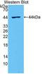 Interleukin 2 antibody, LS-C305080, Lifespan Biosciences, Western Blot image 