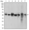 p38 antibody, GTX60771, GeneTex, Western Blot image 