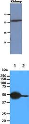 Carnosine Dipeptidase 2 antibody, MBS200240, MyBioSource, Western Blot image 