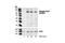 Phospholipase D1 antibody, 3834S, Cell Signaling Technology, Western Blot image 