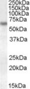 Granulin Precursor antibody, TA305781, Origene, Western Blot image 