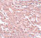 Breast Carcinoma Amplified Sequence 4 antibody, 5631, ProSci Inc, Immunohistochemistry paraffin image 