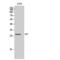 Aly/REF Export Factor antibody, LS-C382006, Lifespan Biosciences, Western Blot image 