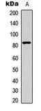 Heat Shock Transcription Factor 1 antibody, abx121431, Abbexa, Western Blot image 