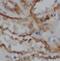 NAD Kinase antibody, FNab05536, FineTest, Immunohistochemistry frozen image 