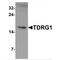 TDRG1 antibody, MBS153363, MyBioSource, Western Blot image 