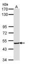Sestrin 3 antibody, PA5-22220, Invitrogen Antibodies, Western Blot image 