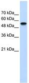 Nuclear Receptor Subfamily 1 Group H Member 2 antibody, ab56237, Abcam, Western Blot image 