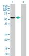 GH3 Domain Containing antibody, H00084514-B01P, Novus Biologicals, Western Blot image 