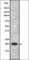 Interleukin 22 antibody, orb337201, Biorbyt, Western Blot image 