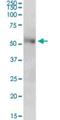 Centromere Protein T antibody, H00080152-B01P, Novus Biologicals, Western Blot image 