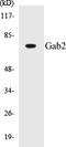 GRB2 Associated Binding Protein 2 antibody, EKC1229, Boster Biological Technology, Western Blot image 