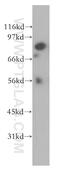 Glutaminyl-TRNA Synthetase antibody, 12645-1-AP, Proteintech Group, Western Blot image 