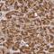 VDP p115 antibody, NBP2-38401, Novus Biologicals, Immunohistochemistry frozen image 