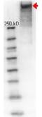 KLH protein antibody, orb345857, Biorbyt, Western Blot image 