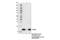 S100 Calcium Binding Protein A9 antibody, 73425S, Cell Signaling Technology, Immunoprecipitation image 