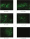 Epithelial Cell Adhesion Molecule antibody, GTX80323, GeneTex, Immunohistochemistry frozen image 