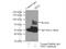 T-Box 3 antibody, 16741-1-AP, Proteintech Group, Immunoprecipitation image 