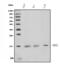 Myelin and lymphocyte protein antibody, A06941-1, Boster Biological Technology, Western Blot image 