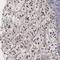 General Transcription Factor IIA Subunit 1 antibody, NBP1-86953, Novus Biologicals, Immunohistochemistry frozen image 