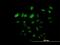 Family With Sequence Similarity 110 Member B antibody, H00090362-B01P, Novus Biologicals, Immunocytochemistry image 