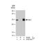 BCL2 antibody, GTX01194, GeneTex, Immunoprecipitation image 