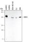 Mitogen-Activated Protein Kinase Kinase 3 antibody, MAB2515, R&D Systems, Western Blot image 