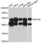 Nucleobindin 2 antibody, LS-C747733, Lifespan Biosciences, Western Blot image 