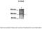 Potassium Voltage-Gated Channel Subfamily Q Member 2 antibody, 28-294, ProSci, Western Blot image 