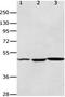 Hypocretin Receptor 2 antibody, orb107566, Biorbyt, Western Blot image 