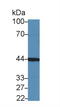 Fibroblast Growth Factor Receptor 1 antibody, MBS2005122, MyBioSource, Western Blot image 