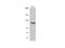 SPT16 Homolog, Facilitates Chromatin Remodeling Subunit antibody, MBS2539596, MyBioSource, Western Blot image 