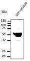 RAB20, Member RAS Oncogene Family antibody, AB0022-200, Origene, Western Blot image 