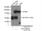 N-Ethylmaleimide Sensitive Factor, Vesicle Fusing ATPase antibody, 21172-1-AP, Proteintech Group, Immunoprecipitation image 