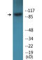 Integrin Subunit Beta 1 antibody, LS-C286262, Lifespan Biosciences, Western Blot image 