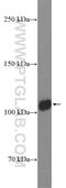 Rubicon Autophagy Regulator antibody, 55157-1-AP, Proteintech Group, Western Blot image 