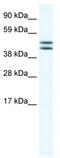 Egl-9 Family Hypoxia Inducible Factor 2 antibody, TA335412, Origene, Western Blot image 