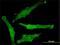 Synaptosome Associated Protein 29 antibody, H00009342-M01, Novus Biologicals, Immunofluorescence image 