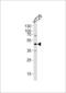 Ribonuclease/Angiogenin Inhibitor 1 antibody, LS-C162671, Lifespan Biosciences, Western Blot image 