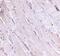 Wnt Family Member 10B antibody, NBP1-77325, Novus Biologicals, Immunohistochemistry frozen image 