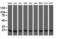 VHL Binding Protein 1 antibody, M08073-1, Boster Biological Technology, Western Blot image 