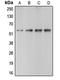 Caspase 10 antibody, orb213664, Biorbyt, Western Blot image 
