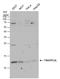 Trafficking Protein Particle Complex 2 Like antibody, GTX120259, GeneTex, Western Blot image 