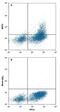 BATF3 antibody, MAB7437, R&D Systems, Flow Cytometry image 