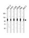 CD276 Molecule antibody, M02220-3, Boster Biological Technology, Western Blot image 