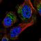 Carboxylesterase 4A antibody, HPA035701, Atlas Antibodies, Immunofluorescence image 