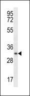 Myogenin antibody, LS-C164724, Lifespan Biosciences, Western Blot image 