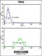 Lactate Dehydrogenase A antibody, 63-987, ProSci, Flow Cytometry image 