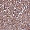 Zinc Finger Protein 749 antibody, NBP1-93996, Novus Biologicals, Immunohistochemistry paraffin image 